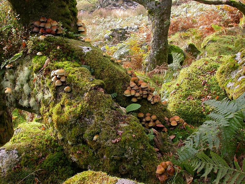 Wistman's Wood fungi on a Tree Trunk 1.jpg